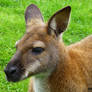 Portrait Of A Young Kangaroo