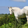 The White Shire On Bodmin Moor