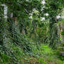 14 Gravestones Covered In Ivy