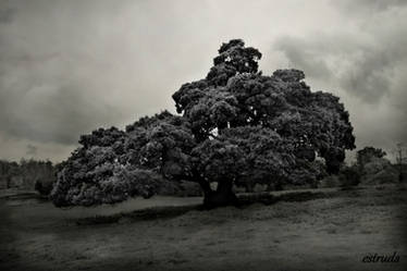 The Tree Beneath The Clouds