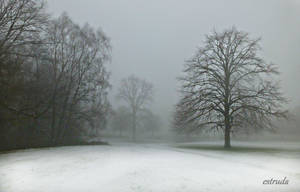 Winter Trees