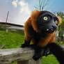 Red Ruffed Lemur