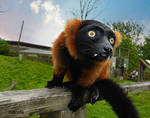 Red Ruffed Lemur by Estruda