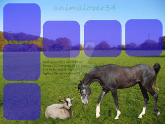 layout for howrse animalover34