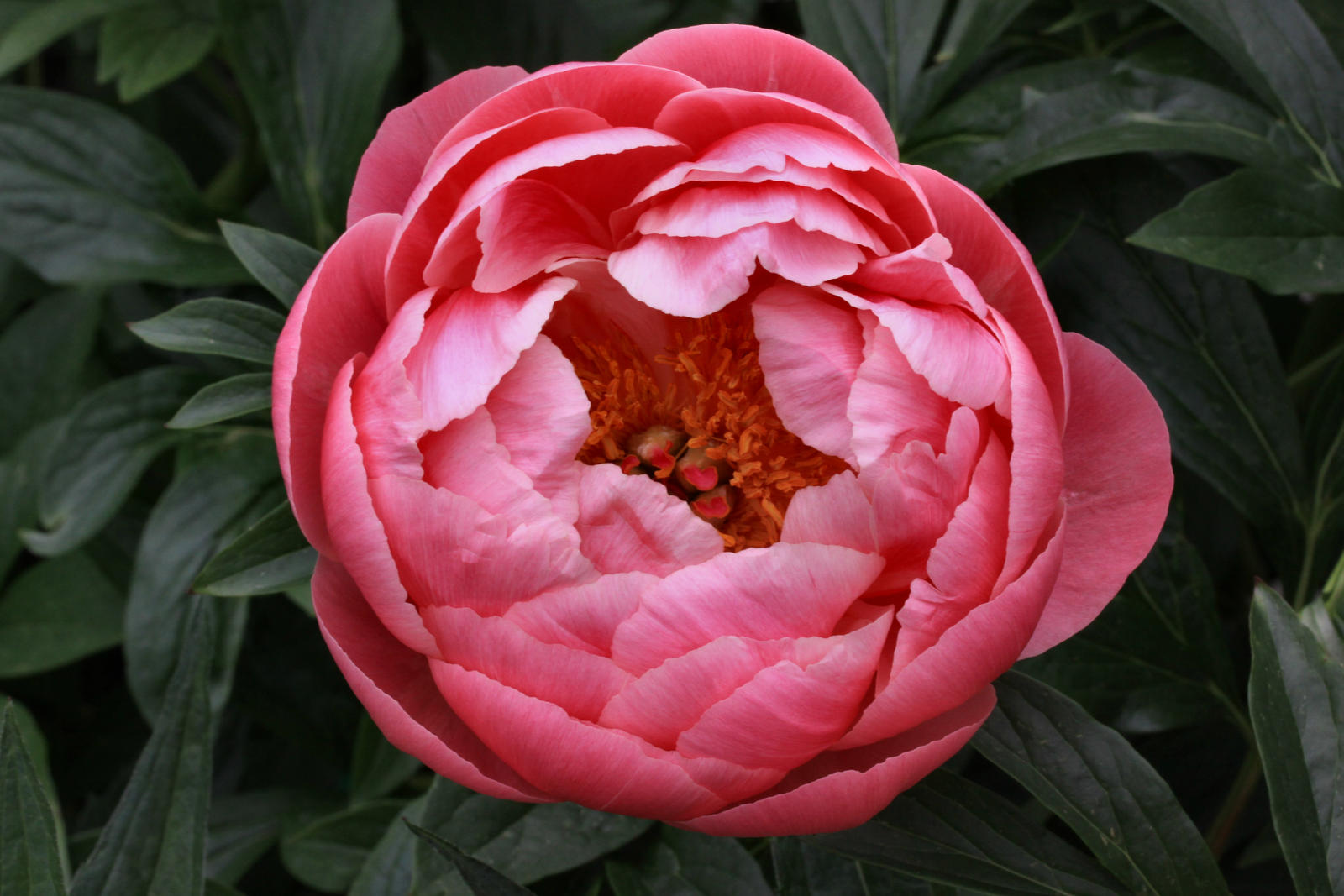 Giant Pink Peony