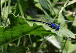 Very Blue Damselfly by Caloxort