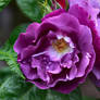Wet Purple Rose