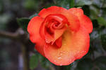 Wet Orange Rose by Caloxort