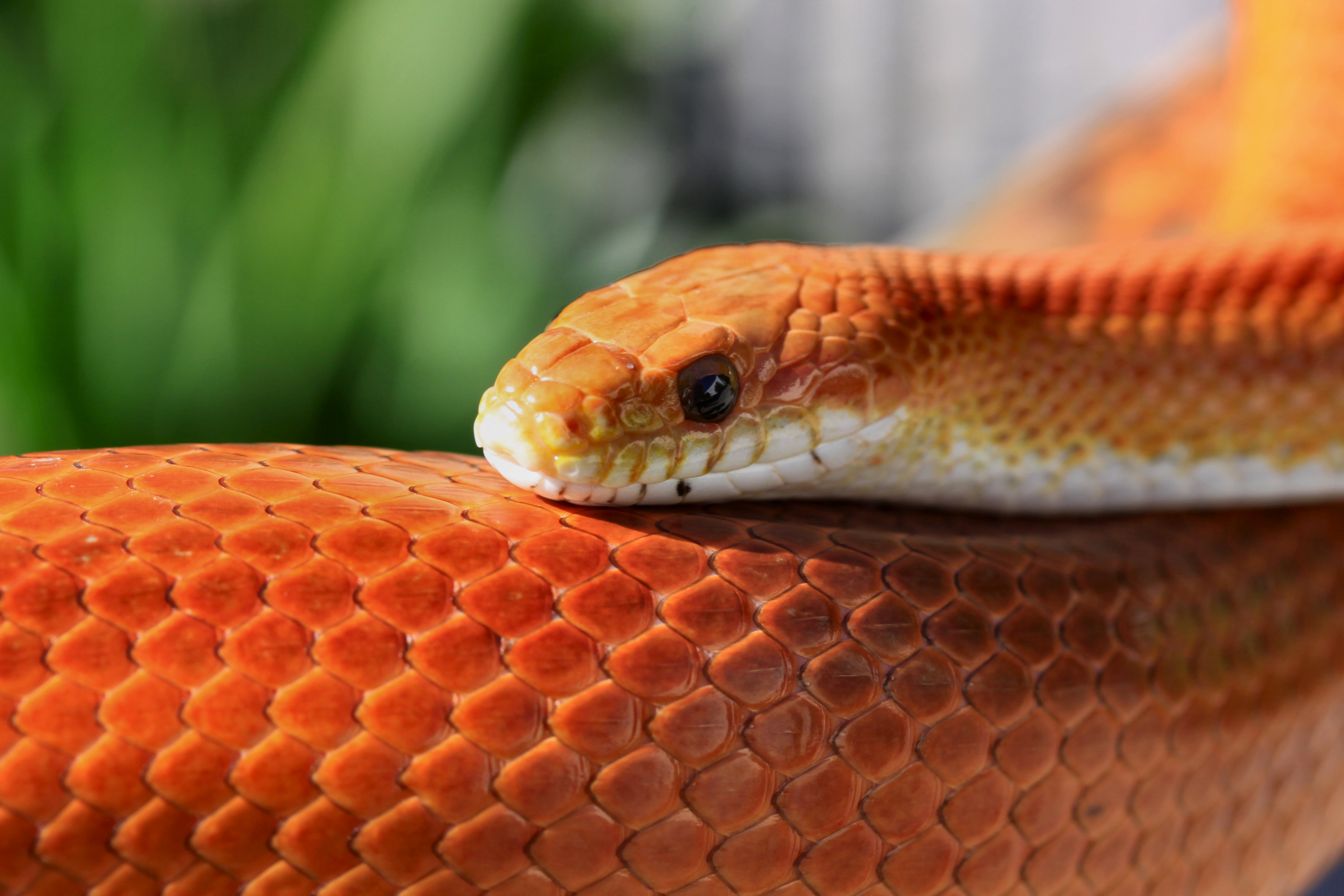 Striped Corn Snake Sunning