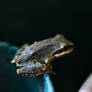 Tree Frog Balancing