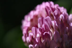 Red Clover Macro