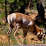 Pronghorn Antelope