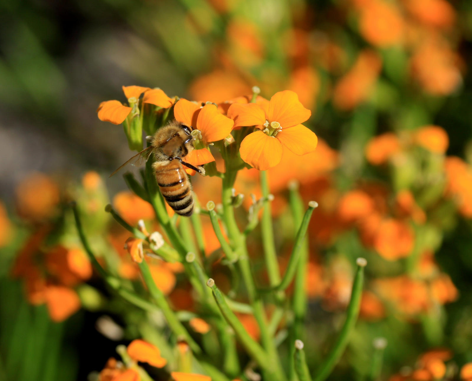 Orange Erysimum