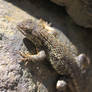 Well Blended Fence Lizard