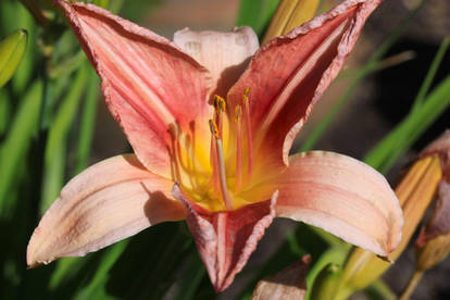 Fiery Daylily