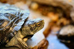 Speedy the Pond Turtle by Caloxort