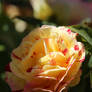 Rosa 'George Burns'