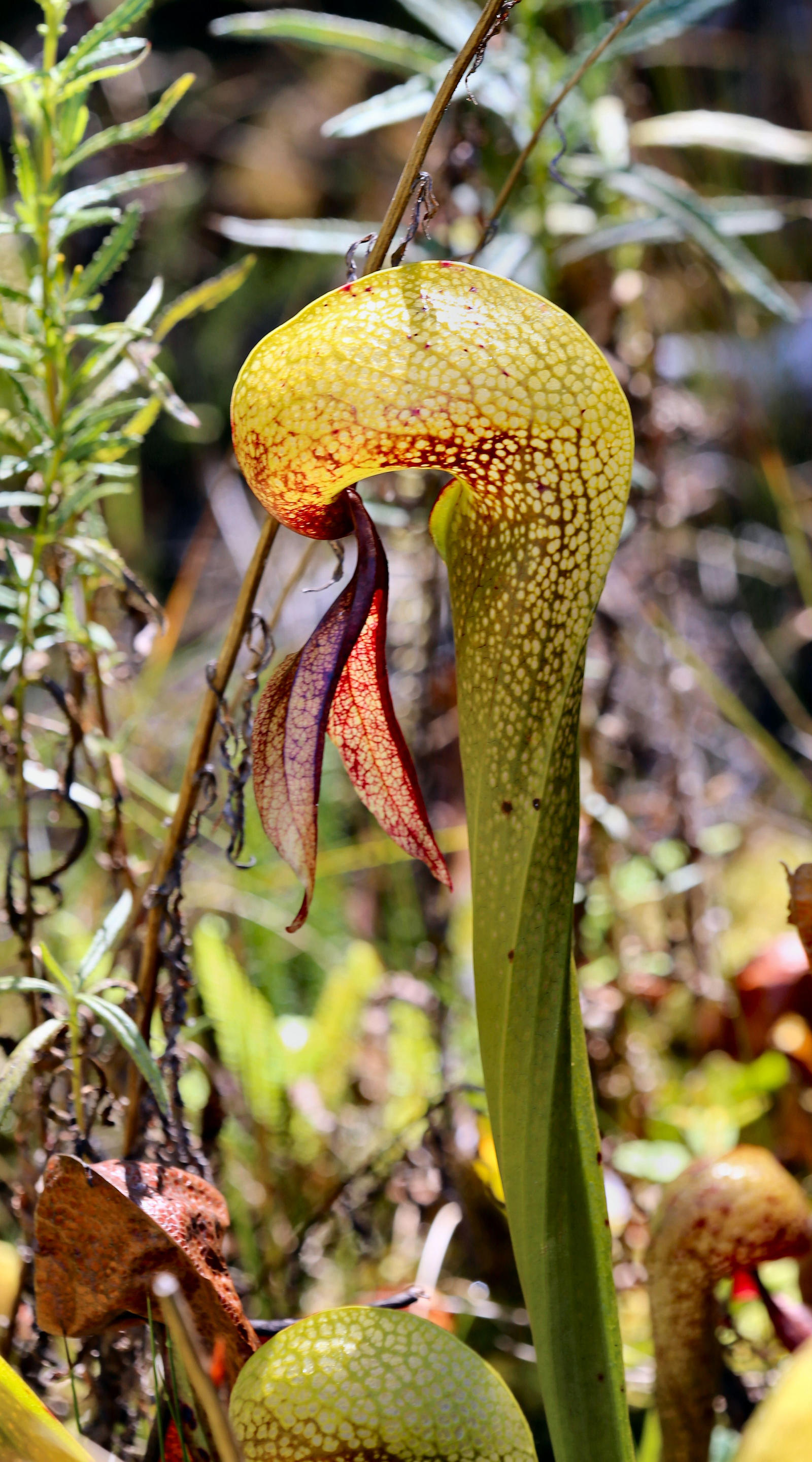 Darlingtonia californica