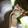 Chipmunk