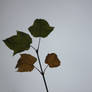 Leaves