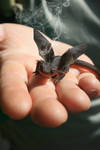 Real dragon ''Mini toothless'' by BayerTE1