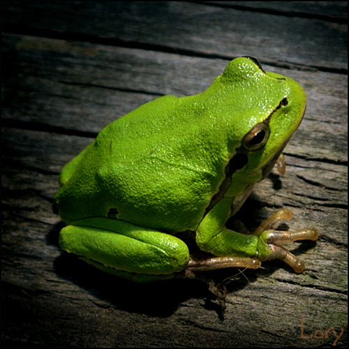 Another tree frog