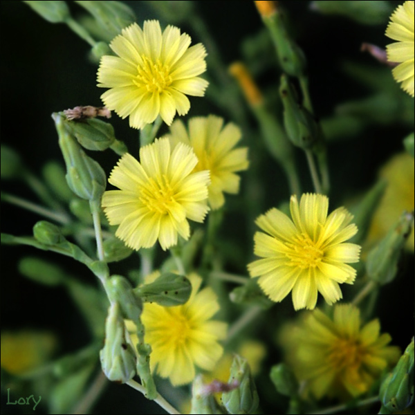 Lettuce Bloom