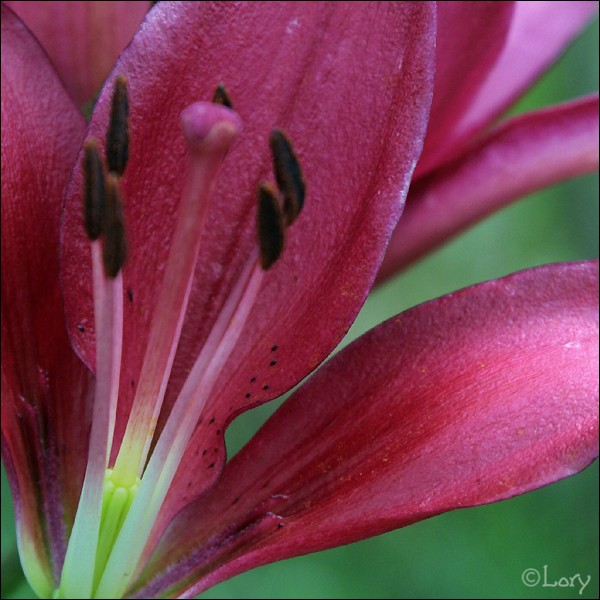 Liliun detail