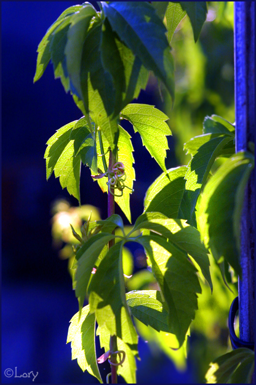 Virginia Creeper