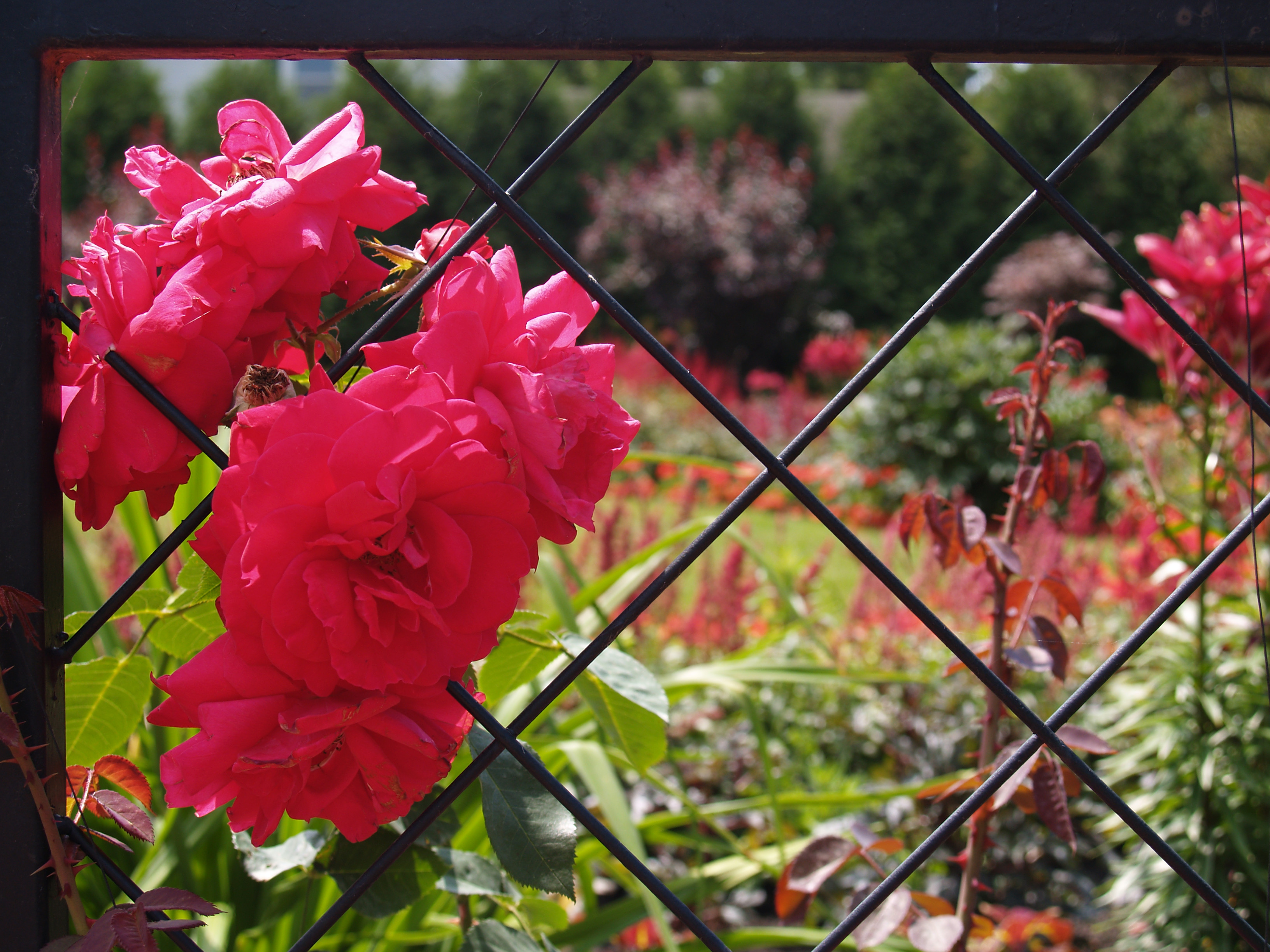 Flowers in the Gate