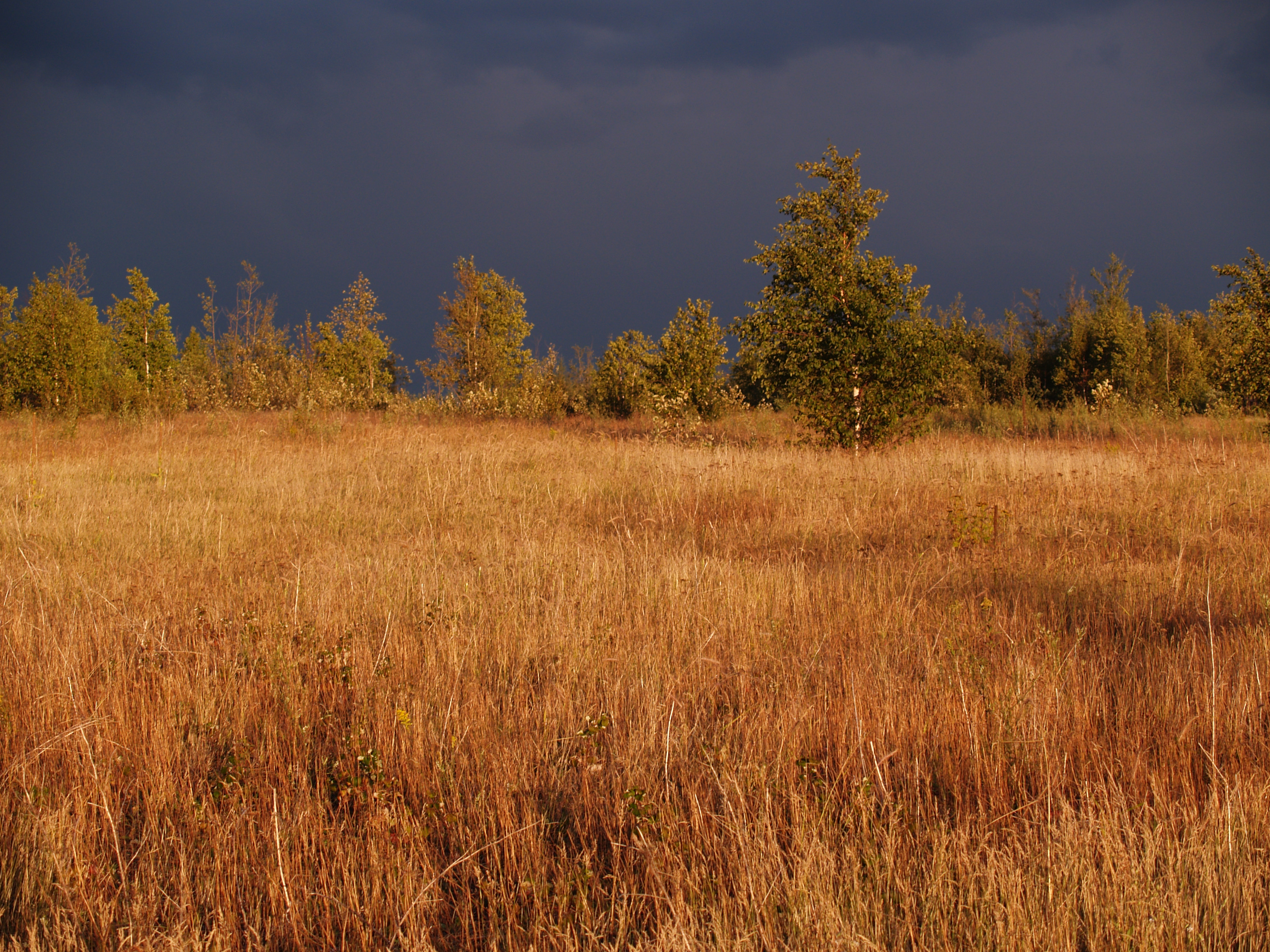 Golden Field