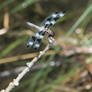 12-Spotted Skimer Dragonfly