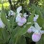 Lady Slipper 3