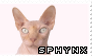 Sphynx Cat | Stamp