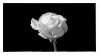 Blooming Rose | Stamp
