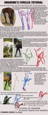 Foreleg Anatomy Tutorial