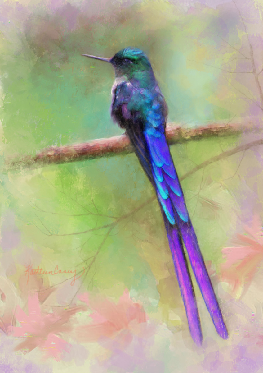 Violet-tailed Sylph