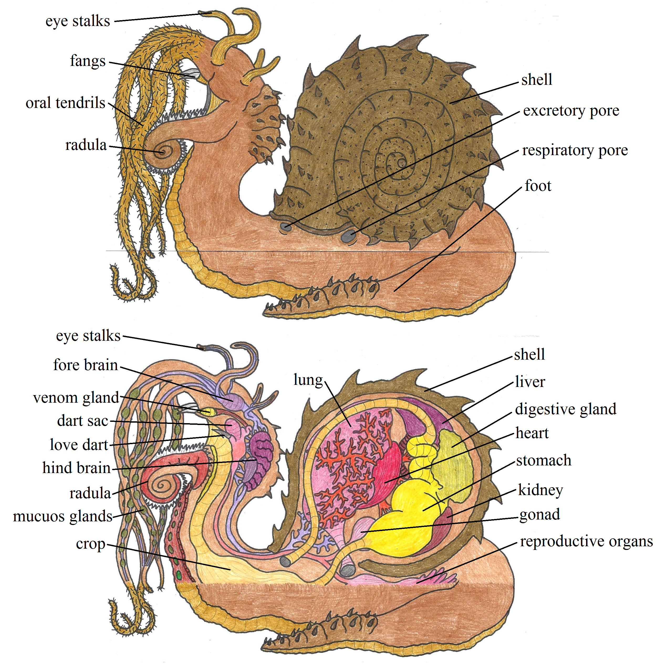 Lou Carcolh Internal Anatomy by EvolutionsVoid