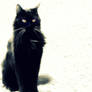 Le chat noir