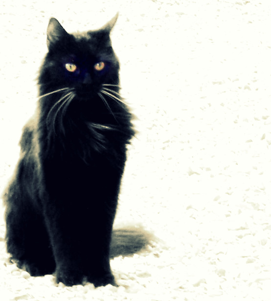 Le chat noir