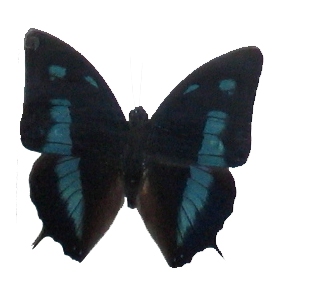 butterfly 3