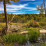 Wetlands, Sterling Forest, NY