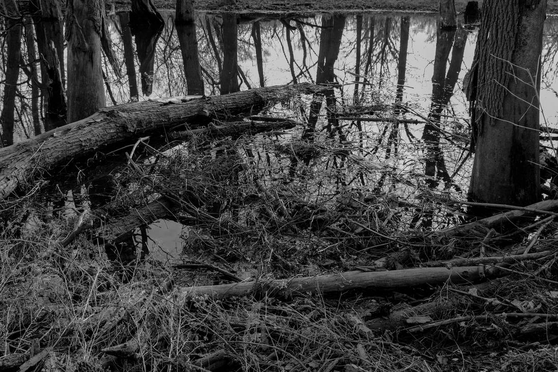 Deadfall along Des Plaines River 2 by joenj1 on DeviantArt