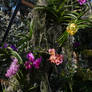 Beautiful Orchids, Chicago Botanic Garden