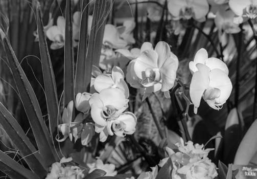 orchid study2, Chicago Botanic Garden