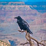 Another crow, same canyon