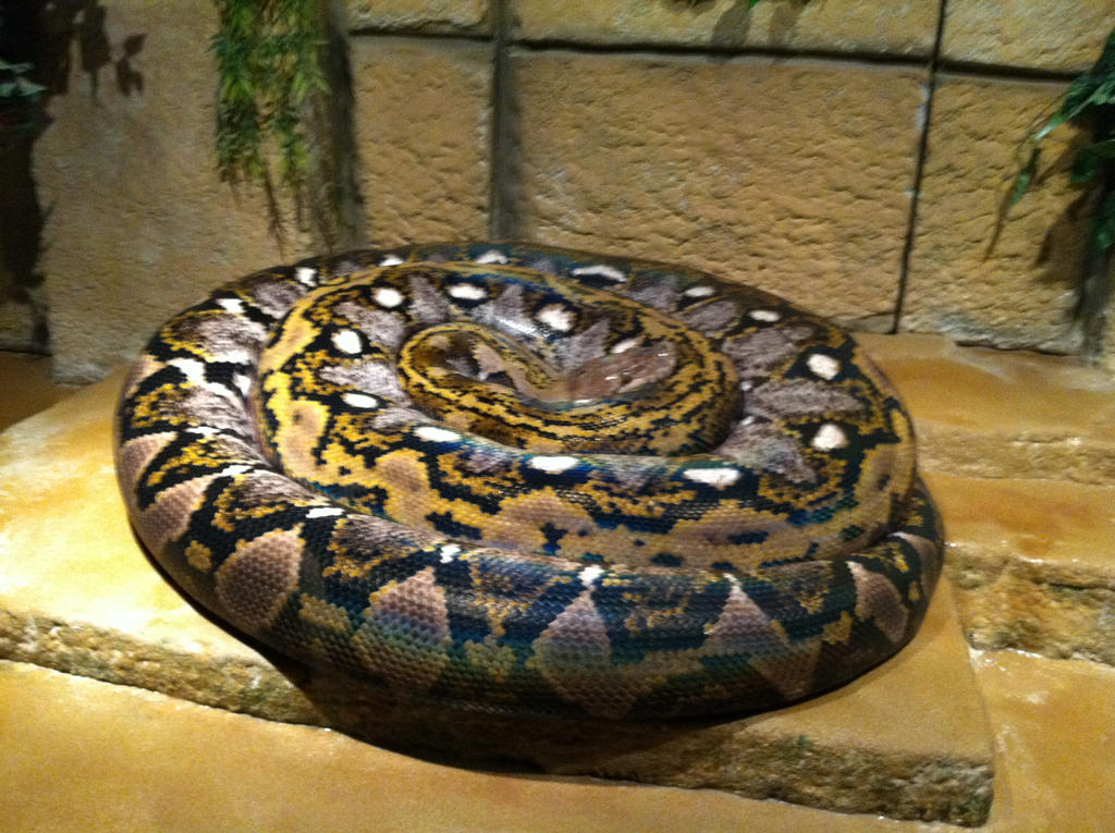 Rock Python by RavenRX on DeviantArt