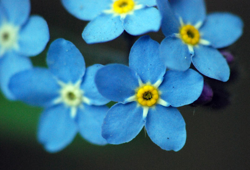 forget-me-not.