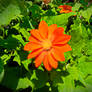 Orange Flower