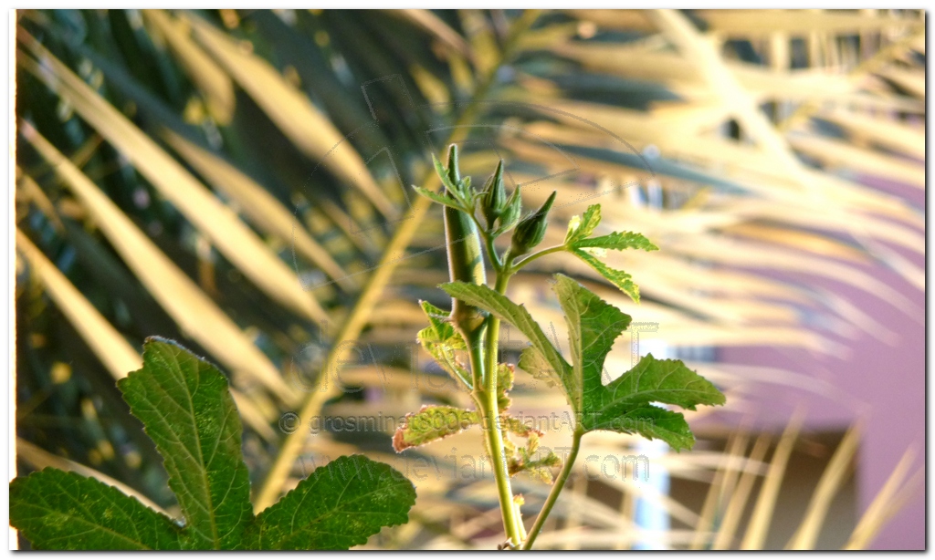 Okra